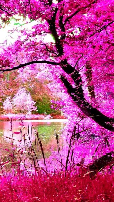 Pink Nature Wallpapers Top Free Pink Nature Backgrounds Wallpaperaccess