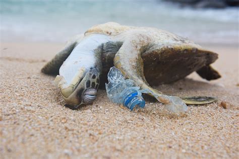 Tortuga De Mar Muerto Entre El Plástico Del Océano De Residuos Foto De