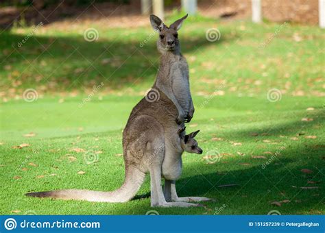 Australia Kangaroo Mother And Cute Joie Baby In Pouch Stock Image