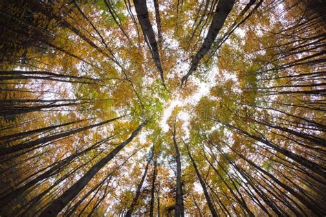 Autumn Forest Treetops Stock Image Image Of Light Environment 16778443