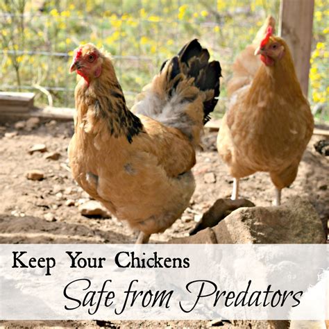 Keep Your Chickens Safe From Predators Oak Hill Homestead