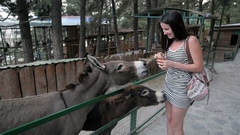 Beautiful Brunette Girl Feeding Donkey At Zoo She Laughs And Wonders