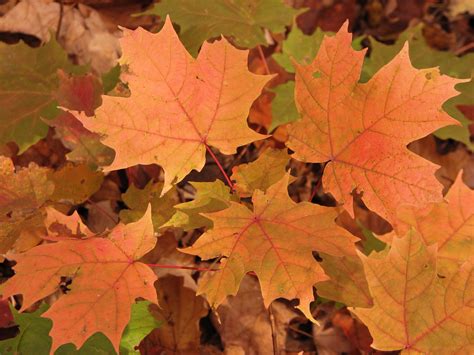 Fileorange Maple Leaves In 2007 Wikimedia Commons