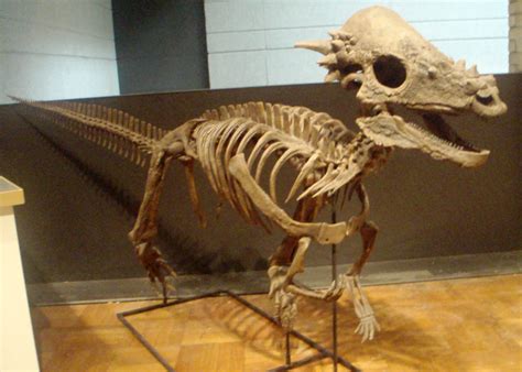 Pachycephalosaurus Devon Dink Dino Wiki Fandom Powered By Wikia