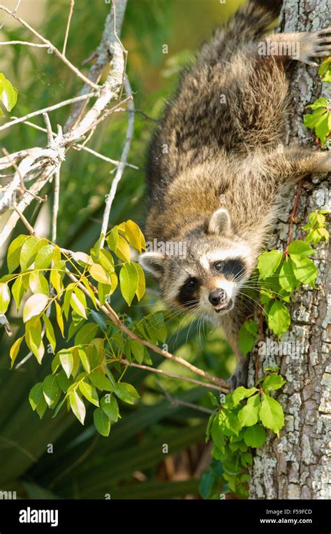 Raccoon Procyon Lotor Climbing Tree Arthur R Marshall National