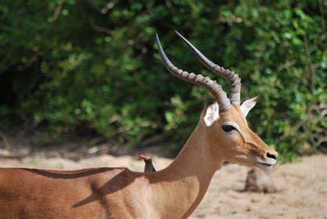 Free Images Wildlife Horn Mammal Fauna Antelope Gazelle
