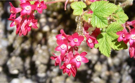 Red Flowering Currant Ribes Sanguineum Native Plants Pnw