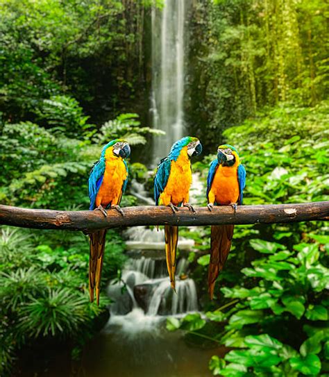 Best Tropical Rainforest Stock Photos Pictures And Royalty Free Images