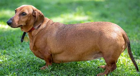Learn about how obesity can affect your dog's health and how you can help him lose weight. Fat Dachshund: Is Your Dog Putting on Weight and How You ...