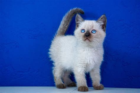 Anybody who loves cats has probably been when kittens are first born, they are in something called the amnion, a sack that the mother cat bites off and then consumes. Ragdoll Kittens for Sale Near Me | Buy Ragdoll Kitten ...