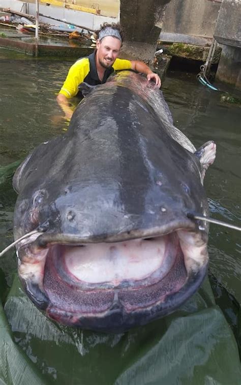 Giant Catfish Caught In Seine