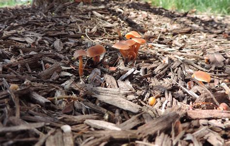 Growing In Mulch Sw Pennsylvania Mushroom Hunting And Identification