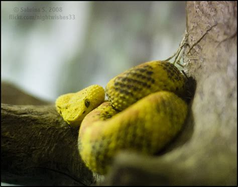 Eyelash Viper By Aheria On Deviantart