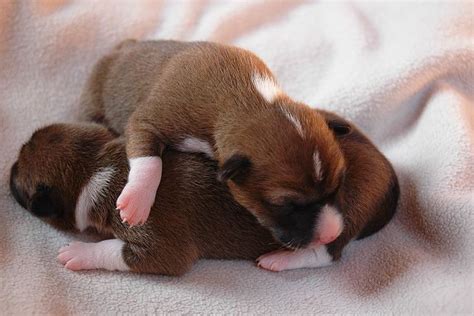 Puppies under six months of age should be fed 3 times daily; Two cute newborn Basenji puppies image.PNG (1 comment)