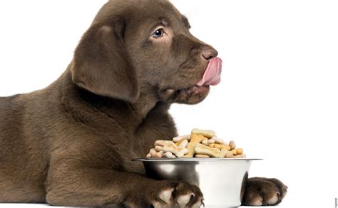 ¿cuáles son las mejores marcas de croquetas para perros en méxico? Crean croquetas veganas para perro - La Nación