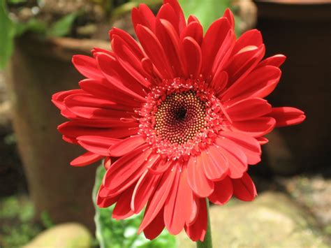 Many of you have asked about when i'll have my thanksgiving themed centers ready!! Cute Red Flower - We Need Fun