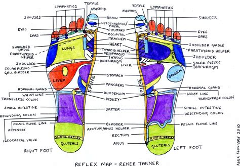 Reflexology Map Of The Feet Plexus Products Sinusitis Reflexology