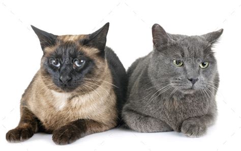 Chartreux Cat And Siamese Cat Stock Photo By Cynoclub Photodune
