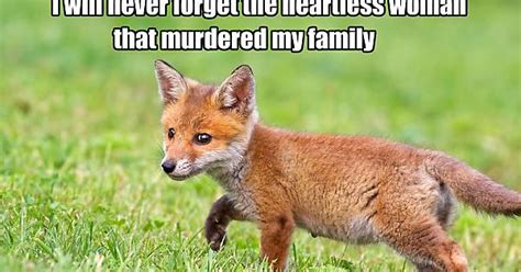 Fox Meet Burbs Imgur