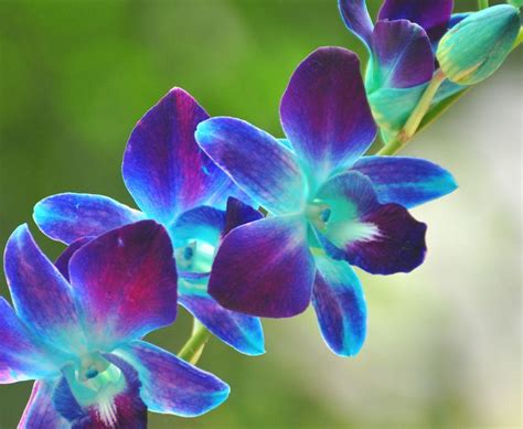 Blue Orchid Flower Wallpaper Hd Gambar Bunga