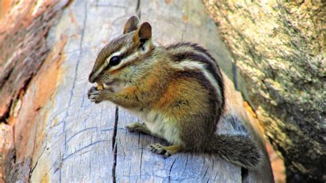 Chipmunk Control How To Get Rid Of Chipmunks Pest Samurai