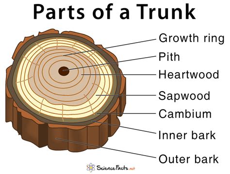 Parts Of A Tree Trunk And Their Functions