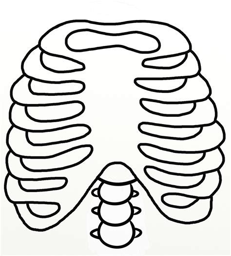 Rib Cage Line Drawing Rib Cage Illustration Rib Cage Drawing