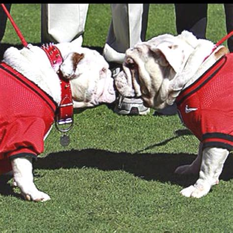 97 Best Uga Images On Pinterest Georgia Bulldogs