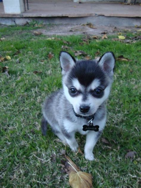 Alaskan Klee Kai I Just Found My New Favorite Breed Of Dog