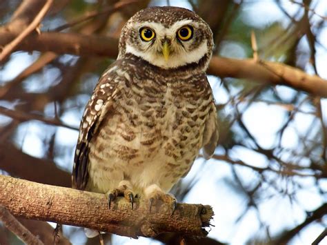 Spotted Owlet Ebird