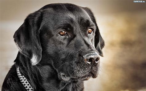 Labrador Retriever Negro Labrador Dog Imágenes Fondos De Pantalla