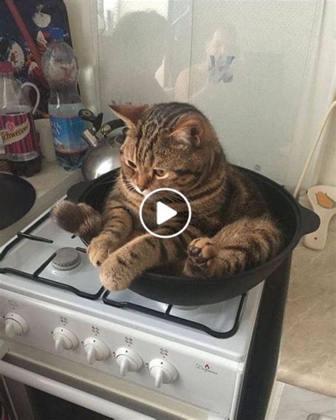 If It Fits I Sits These 21 Cats Prove That No Space Is Too Tight