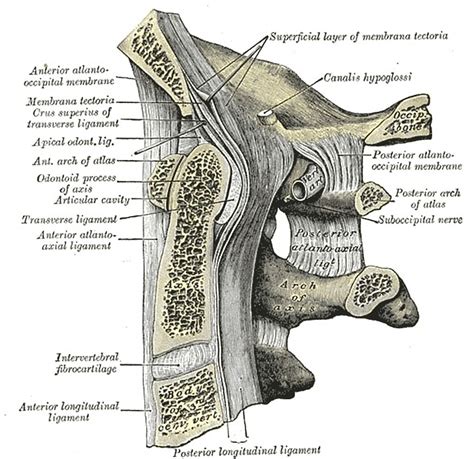 Median Atlanto Occipital And Atlantoaxial Joints Grays Illustration