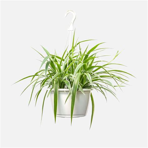 Hanging Spider Plant Plant Delivery Nyc