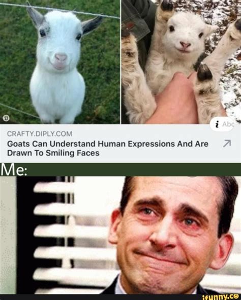 Goats Can Understand Human Expressions And Are Drawn To Smiling Faces V