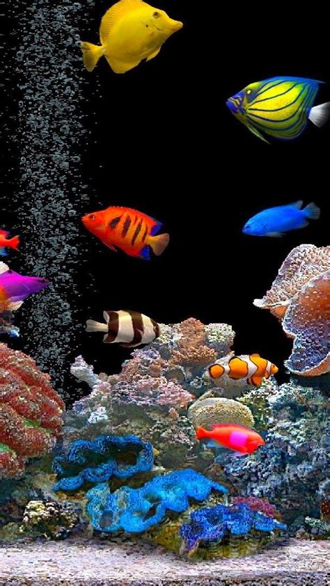 Colorful Fishes In The Aquarium Wallpaper Download 720x1280