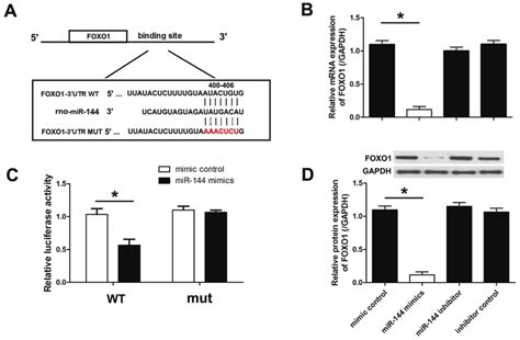 mir 144 targets foxo1 in cardiomyocytes a conserved binding sites of download scientific