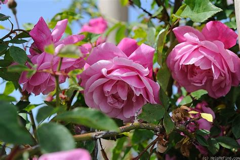 Climbing Old Blush Rose