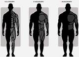 Pictures of Bodybuilding Training Types