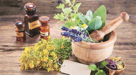 Diet Diary The Immense Power Of Medicinal Plants Lifestyle News The
