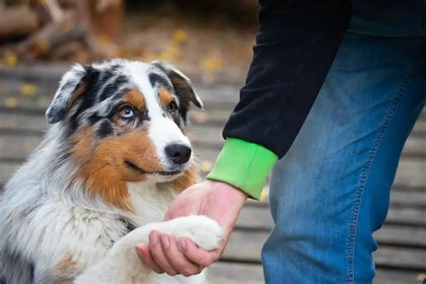 How To Train An Australian Shepherd 5 Steps Pictures