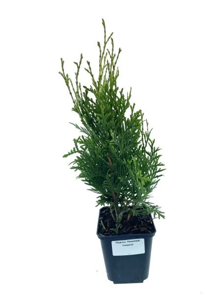 Leenders Plants Bv Thuja Occ Pyramidalis Compacta