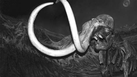 The Explorers Club Did Not Eat A 250000 Year Old Mammoth Dna Analysis Proves Iflscience