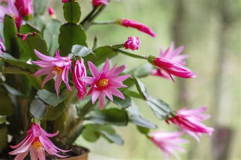 Native To The Rainforests Of Brazil The Easter Cactus Rhapsalideae