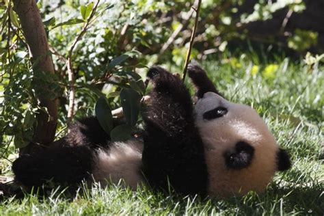 Free baby wallpapers and baby backgrounds for your computer desktop. panda, Pandas, Baer, Bears, Baby, Cute, 38 Wallpapers HD ...