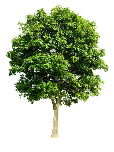 Isolated Walnut Tree Walnut Tree Isolated Against A White Background