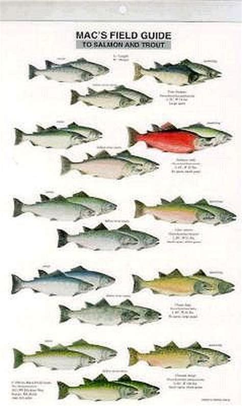 Macs Field Guide To Trout And Salmon Of North America North America