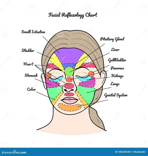 Face Reflexology Chart Mapping Massage Areas Internal Organs Body Parts Cartoon Vector