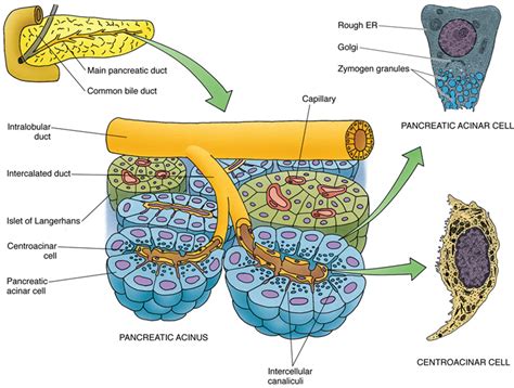 Histology Pancreas Acini Centroacinar Cells And Intercalated Duct