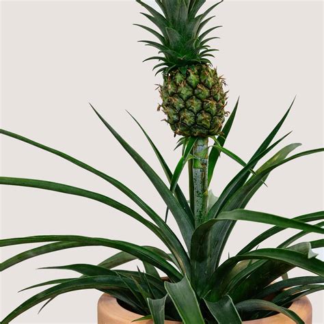 Bromeliad Pineapple A Guide To Growing And Enjoying